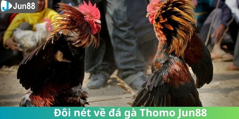 Tổng quan đôi nét về đấu gà Thomo