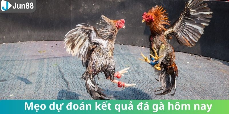 Phân tích kèo đá gà và kinh nghiệm chiến thắng