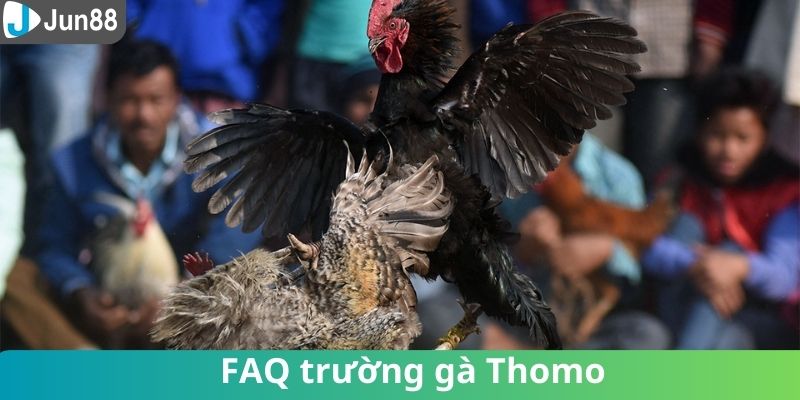 Giải đáp thắc mắc về đá gà Thomo cho hội viên