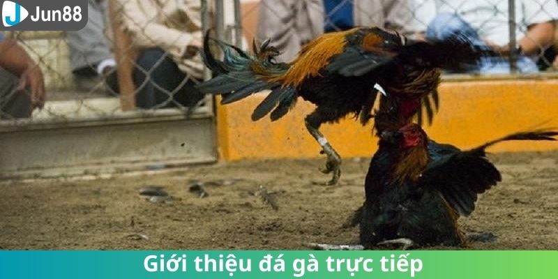 Cá cược chọi kê trên nền tảng trực tuyến dễ dàng