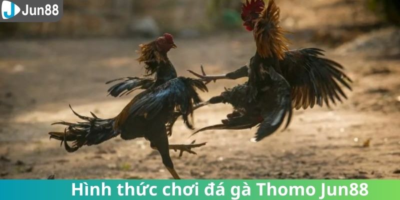 Các hình thức đá gà Thomo Jun88 quen thuộc 