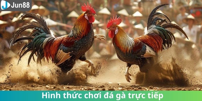 Các hình thức cá cược chọi kê phổ biến tại nhà cái