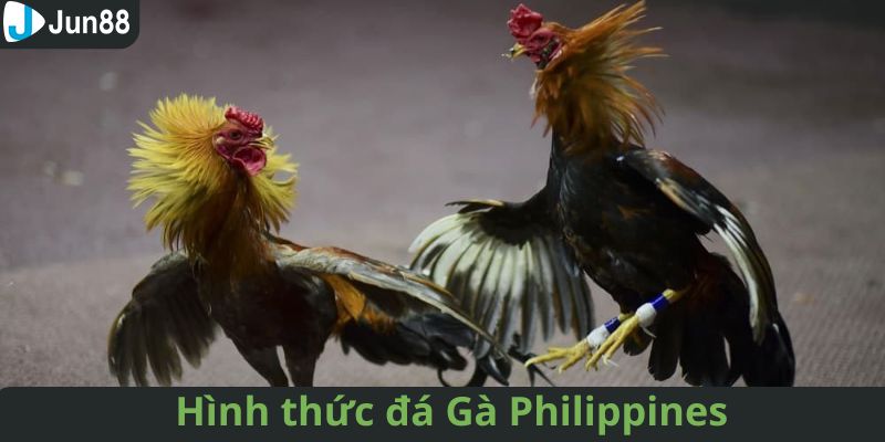 Hình thức đá gà quen thuộc tại Philippines