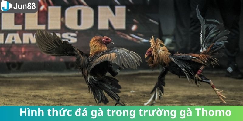 Một số hình thức phổ biến của trường gà Thomo