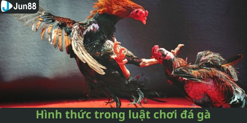 Thể loại đá gà hấp dẫn kịch tính