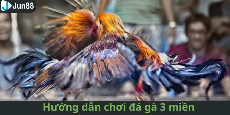 Các bước tham gia sảnh chọi gà 3 miền trên Jun88