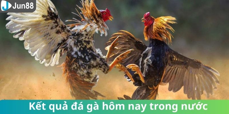 Kết quả đá gà hôm nay trên cả nước