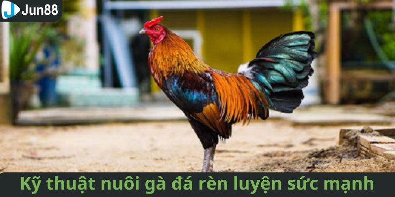 Nuôi gà chọi bằng chế độ rèn luyện cơ bản