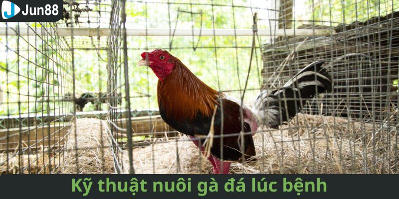 Kỹ thuật nuôi gà chọi bằng cách phòng bệnh