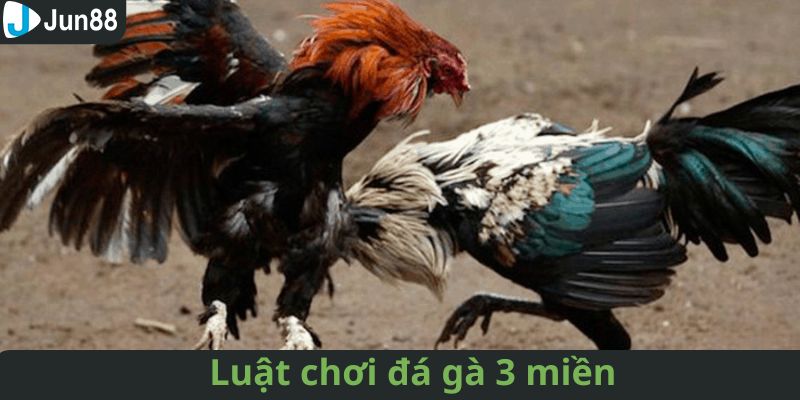 Quy luật đá gà 3 miền Bắc – Trung – Nam cụ thể