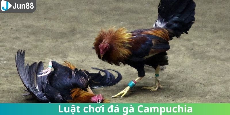 Quy luật cơ bản cần nắm tại đá gà Campuchia