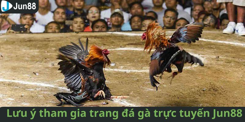 Lưu ý quan trọng cần nắm khi tham gia trang đá gà trực tuyến Jun88