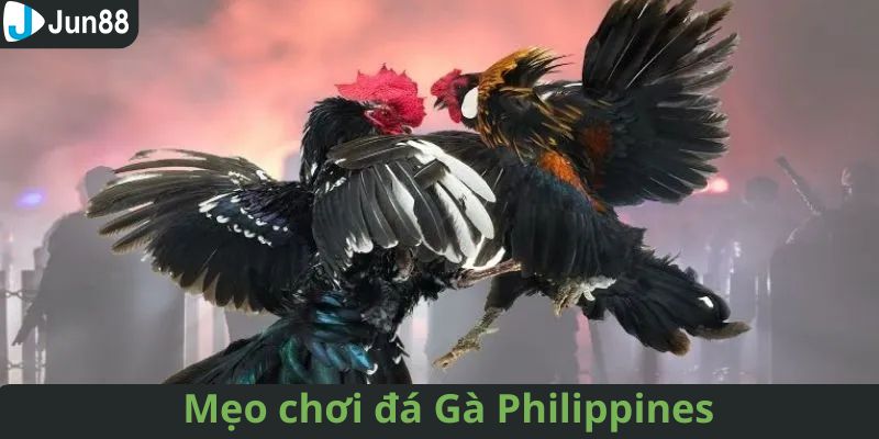 Kinh nghiệm khi đá gà Philippines chắc thắng