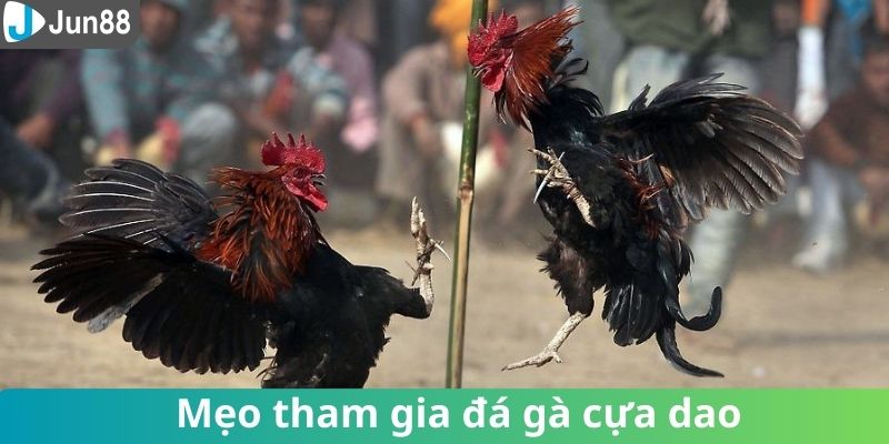 Tổng hợp kinh nghiệm chinh phục chiến thắng đá gà