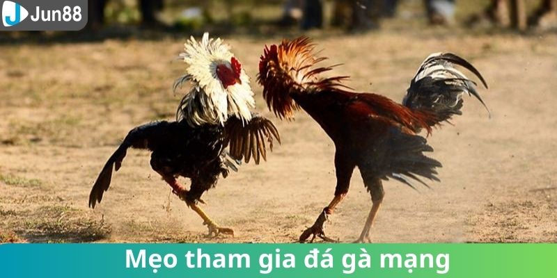 Những bí quyết tham gia đá gà mạng giúp bạn chiến thắng dễ dàng