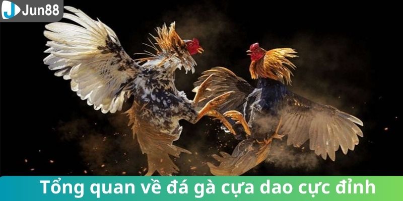 Tổng quan về đá gà cựa dao cực đỉnh