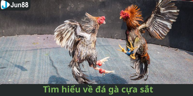 Giới thiệu về chọi gà cựa sắt