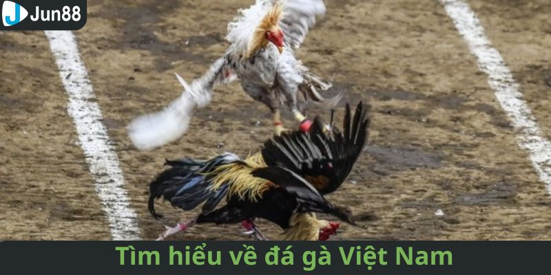 Sơ lược vài nét về đá gà Việt Nam