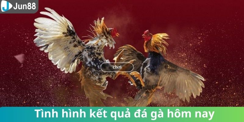 Cập nhật nhanh chóng kết quả chọi gà hôm nay