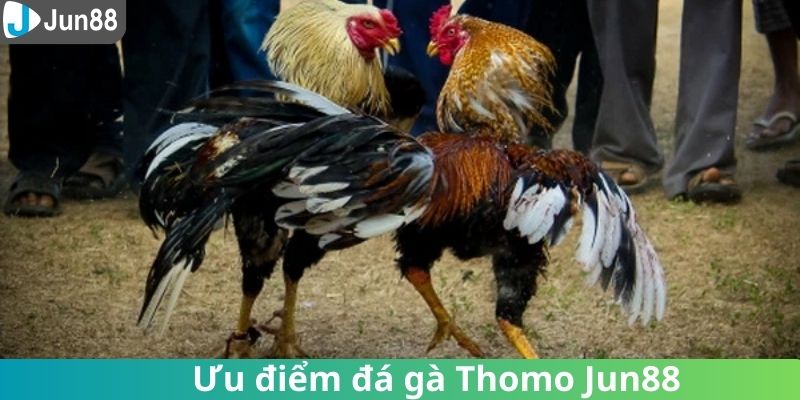 Những lợi ích nhận được khi trải nghiệm đá gà Thomo