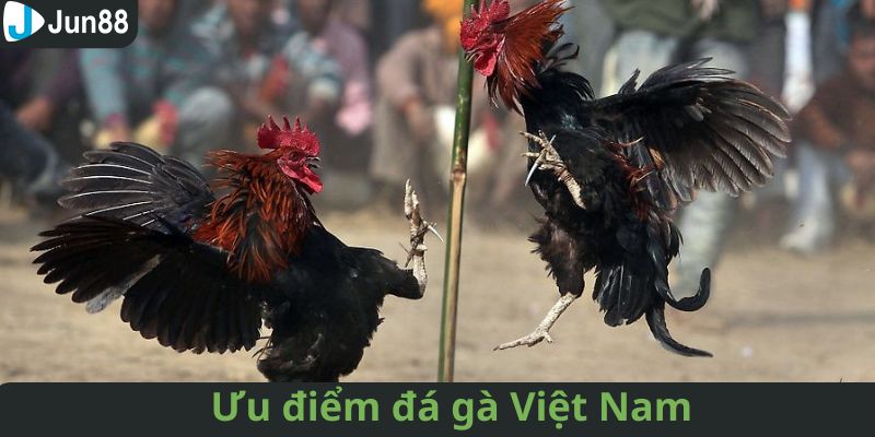 Ưu điểm nổi bật của sảnh đá gà Việt Nam bạn nên biết