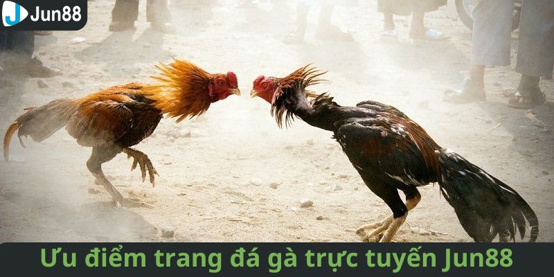 Ưu điểm nổi bật của trang đá gà trực tuyến Jun88