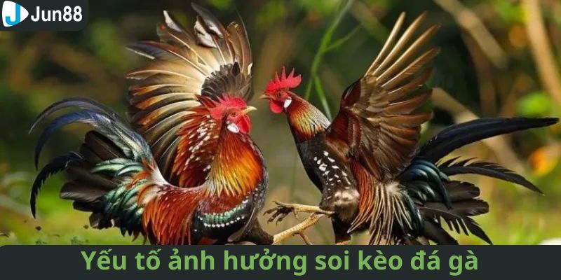 Điểm qua một vài yếu tố quan trọng trong việc soi kèo đá gà